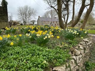 Hael Farm Cottage - Swansea - 8