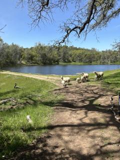 Rolling Oaks Ranch - 200 Acres of Lakeside Beauty & Countryside Serenity - Mariposa - 1
