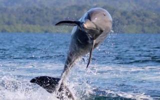 Dolphin Bay Hideaway - Bocas del Toro - 7