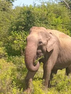 Elephant Safari paradise - 1