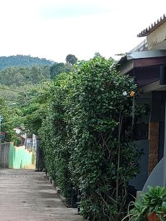 Lanta Beautiful beach house - Ko Lanta - 6