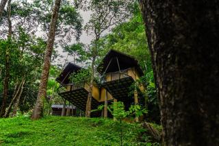 Song Of The Trees - Idukki - 9