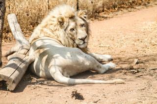 The Lion House - Lephalale - 4