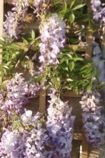 Mortain-Bocage - 2-Bed Wisteria Cottage Sleeps 4 - 8