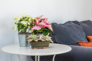 Can Picafort Sea Breeze - 5