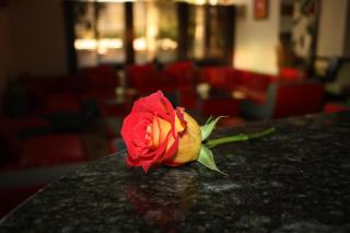 Hotel Tecadra - Bucharest - 6