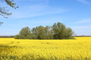 Herrenhaus Blengow App.13 - Blengow - 1