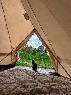 Organic Farmstay Glamping - St Paul's Bay - 4