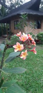 Dumaguete Oasis Hut near Airport and City Mall - Daro - 5