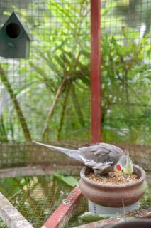 Wayanad Vista Family Bungalow - Padinjarathara - 6
