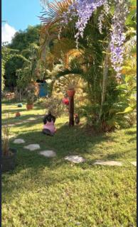 Gîte Cajou dans jardin tropical ventilé à Sainte-Anne - Sainte-Anne - 9