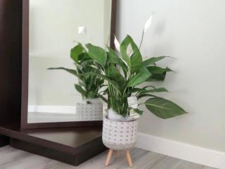 Apartamento Mármoles Centro Málaga - Málaga - 1