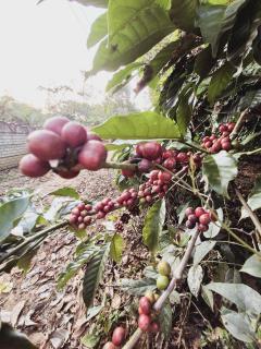 Wehomestay - Madikeri - 3