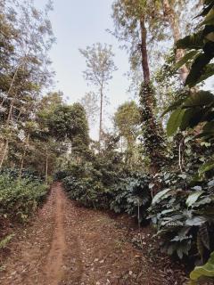 Wehomestay - Madikeri - 1