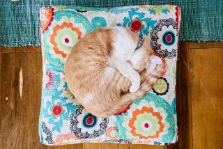 Refúgio Lagoa doce, paz e conforto - 3