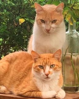 Refúgio Lagoa doce, paz e conforto - 5