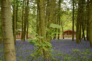 Hollicarrs - Woodland Lodge - York - 7