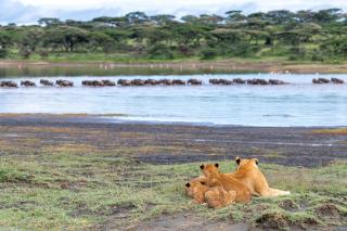 Africa Safari South Serengeti Ndutu Camping - Sinoni - 9