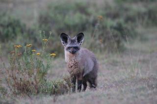 Garden Route Safari Camp - Mosselbaai - 9