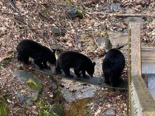 Bear Sanctuary - Gatlinburg - 8