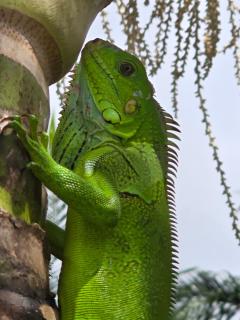 Les jardins de Luciole - 9