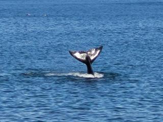 Destino Mar - Puerto Madryn - 6