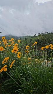 Cloudsea Homestay - 1