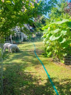Bird Paradise & mini farm - Bendigo - 0