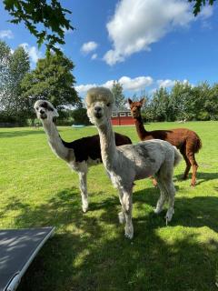 Enchanting Holiday Home With Alpacas In Lundeborg - Lundeborg - 7