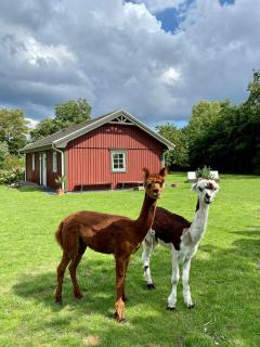 Enchanting Holiday Home With Alpacas In Lundeborg - Lundeborg - 1
