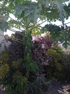 Kaza Papaya - Papaya House - Tarrafal - 5