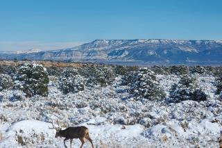 Luxe Mesa View Home on 35 Acres with Wraparound Deck - 8
