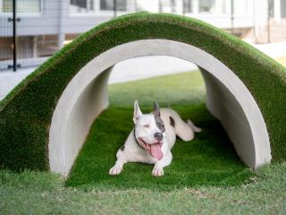 Dog Hotel Shirahama ドッグホテル シラハマ - Shirahama - 0