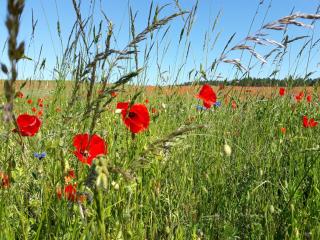 Kamminke, Hofschaft am Haff - 8
