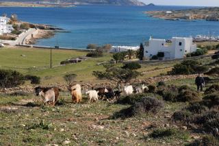Alkionides Studios - Koufonisia - 6