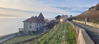 Domaine du Burignon - Saint-Saphorin - 9