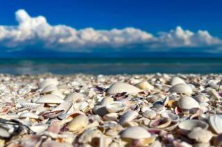 Poolside Paradise - 5