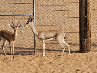 Dream Desert Camp - 8