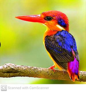 Lagoon Birds - Tangalle - Tangalle - 6