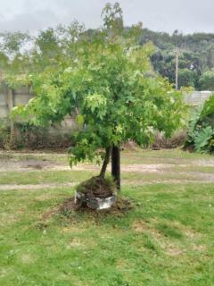 Cabaña El Banbi - 8