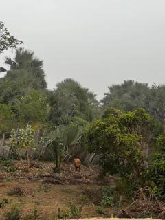 Mama Folonko Lodge with private Beach Paradise - 2