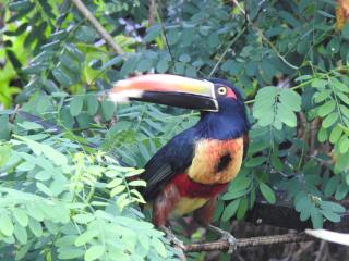 Osa House - Drake Bay - 3