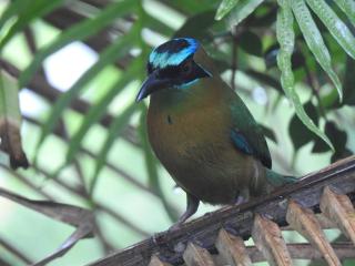Osa House - Drake Corcovado Tours - Drake - 4