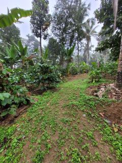 Wayanad Villa homestay - 7