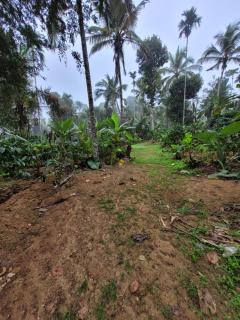 Wayanad Villa homestay - 4