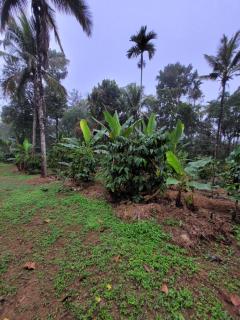 Wayanad Villa homestay - 3