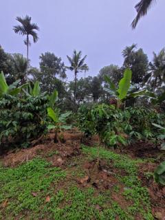 Wayanad Villa homestay - 2