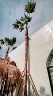 Casa de Sassy - Sanur - 9