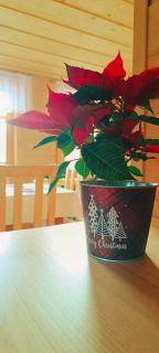 Domek NBD-bafia z kominkiem - 7