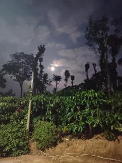 Shivalaya Homestay - Madikeri - 2